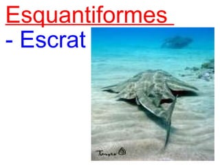   Esquantiformes    - Escrat 