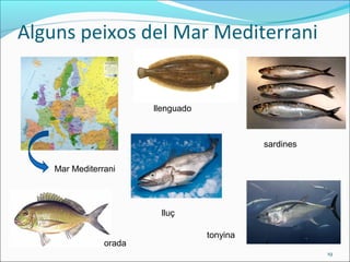 Alguns peixos del Mar Mediterrani


                        llenguado



                                              sardines

    Mar Mediterrani




                         lluç

                                    tonyina
                orada
                                                         19
 