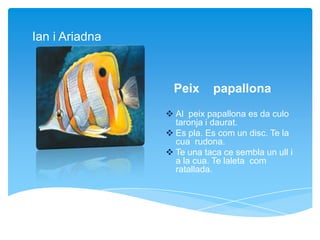 Peix papallona
Ian i Ariadna
 Al peix papallona es da culo
taronja i daurat.
 Es pla. Es com un disc. Te la
cua rudona.
 Te una taca ce sembla un ull i
a la cua. Te laleta com
ratallada.
 