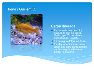 Carpa daurada
 Es daurada i es de color
groc.Te la cua de tisora.
Neda rapit. Te las aletes
punxegudes. Es petit.
 Es de aigua dolça, es de riu.
 Es el que tenim a la classe i
tenim una altre carpa am les
puntas negres a la aleta
dorsal i aleta anal.
Irene i Guillem C.
 