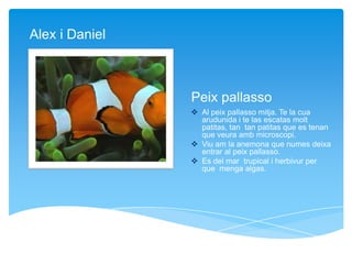 Peix pallasso
 Al peix pallasso mitja. Te la cua
arudunida i te las escatas molt
patitas, tan tan patitas que es tenan
que veura amb microscopi.
 Viu am la anemona que numes deixa
entrar al peix pallasso.
 Es del mar trupical i herbivur per
que menga algas.
Alex i Daniel
 