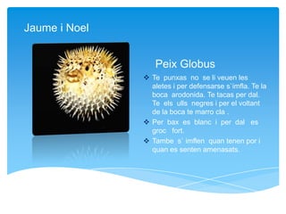 Peix Globus
 Te punxas no se li veuen les
aletes i per defensarse s`imfla. Te la
boca arodonida. Te tacas per dal.
Te els ulls negres i per el voltant
de la boca te marro cla .
 Per bax es blanc i per dal es
groc fort.
 Tambe s` imflen quan tenen por i
quan es senten amenasats.
Jaume i Noel
 