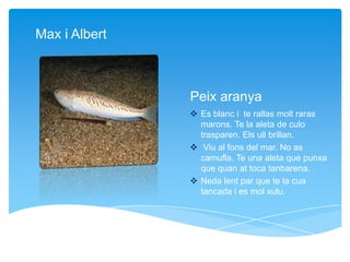 Peix aranya
 Es blanc i te rallas molt raras
marons. Te la aleta de culo
trasparen. Els ull brillan.
 Viu al fons del mar. No as
camufla. Te una aleta que punxa
que quan at toca tanbarena.
 Neda lent par que te la cua
tancada i es mol xulu.
Max i Albert
 
