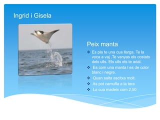 Peix manta
 Es pla te una cua llarga. Te la
voca a vaj .Te vanyas els costats
dels ulls. Els ulls els te adal.
 Es com una manta l es de color
blanc i negre.
 Quan salta ascitxa molt.
 As pot camufla a la tera
 La cua madeix com 2,50
Ingrid i Gisela
 