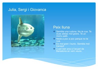 Peix lluna
 Sembla una rudona. No te cua. Te
duas aletas mol grans. Te un
morru patit.
 Neda a poc a poc parque no te
cua.
 Es mol gran i bunic. Sembla mol
tranquil.
 Cuan ben ana a l’acuari da
Barsalona an vem veura.
Julia, Sergi i Giovanca
 