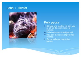 Sembla una pedra. No sa li veu
al ull. Es de color maro i te
punxas.
 Te la voca com si astiges trist
 Va a poc a poc i es al peix mes
varinos.
 As camufla par manja las
prezas.
Jana i Hector
Peix pedra
 