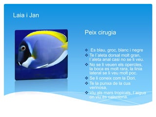 Peix cirugia
 Es blau, groc, blanc i negre
 Te l´aleta dorsal molt gran,
l´aleta anal casi no se li veu.
 No se li veuen els opercles,
la boca es molt rara, la linia
lateral se li veu molt poc.
 Se li coneix com la Dori.
 Te la punxa de la cua
verinosa,
 Viu als mars tropicals, l´aigua
on viu es calentona.
Laia i Jan
 