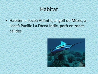 Hàbitat
• Habiten a l’oceà Atlàntic, al golf de Mèxic, a
l’oceà Pacífic i a l’oceà Índic, però en zones
càlides.
 