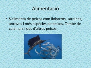 Alimentació
• S’alimenta de peixos com llobarros, sardines,
anxoves i més espècies de peixos. També de
calamars i ous d’altres peixos.
 