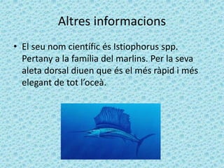 Altres informacions
• El seu nom científic és Istiophorus spp.
Pertany a la família del marlins. Per la seva
aleta dorsal diuen que és el més ràpid i més
elegant de tot l’oceà.
 