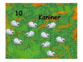 10 Kaniner 