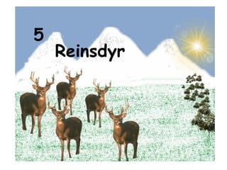 5 Reinsdyr 