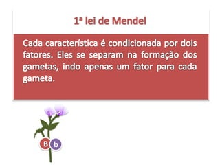 1a lei de MendelCadacaracterísticaécondicionadapordoisfatores. Eles se separamnaformação dos gametas, indo apenas um fatorparacadagameta.Bb
