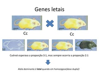 Genes letaisCcCcCuénot esperava a proporção 3:1, mas sempre ocorria a proporção 2:1Alelo dominante é letal quando em homozigose(dose dupla)!