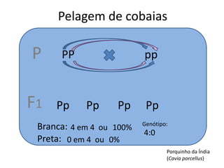 Pelagem de cobaiasPPP                         ppDominanteRecessivoF1PP ou PpppPpPpPpPpBranca:Genótipo:4 em 4ou100%4:0Preta:0 em 4ou0%Porquinho da Índia (Caviaporcellus)