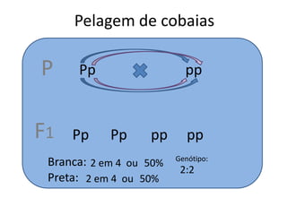 Pelagem de cobaiasPPpppF1PpPpppppBranca:Genótipo:2 em 4ou50%2:2Preta:2 em 4ou50%