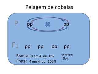 Pelagem de cobaiasPppppF1ppppppppBranca:Genótipo:0 em 4ou0%0:4Preta:4 em 4ou100%