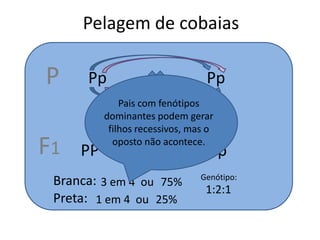 Pelagem de cobaiasPPpPpPais com fenótipos dominantes podem gerar filhos recessivos, mas o oposto não acontece.F1PPPpPpppBranca:Genótipo:3 em 4ou75%1:2:1Preta:1 em 4ou25%