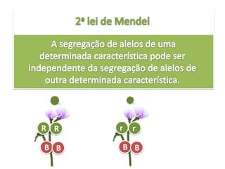2a lei de Mendel A segregação de alelos de umadeterminadacaracterísticapode ser independente da segregação de alelos de  outradeterminadacaracterística.rRrRBBBB
