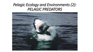 Pelagic Ecology and Environments (2):
PELAGIC PREDATORS
 