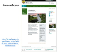 Laysan Albatross
https://www.fws.gov/re
fuge/kilauea_point/wildl
ife_and_habitat/Laysan_
albatross.html
 