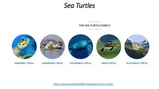 Sea Turtles
https://www.worldwildlife.org/species/sea-turtle
 