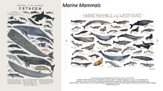 Marine Mammals
https://www.etsy.com/listing/698375917/west-coast-marine-mammals-field-
guide?gpla=1&gao=1&&utm_source=google&utm_medium=cpc&utm_campaign=shopping_us_ts1-b-art_and_collectibles-prints-
giclee&utm_custom1=d923cf30-0457-4438-8260-5c63607d8c7d&utm_content=go_1843970146_70388567515_346428263003_pla-
354814757658_c__698375917&utm_custom2=1843970146&gclid=CjwKCAjwqJ_1BRBZEiwAv73uwHuaWgGib2T8j_X8eOe5KduJsT3wCBa19z1D8kKIc7lDdjpW
hfRHBBoC0KcQAvD_BwE
 