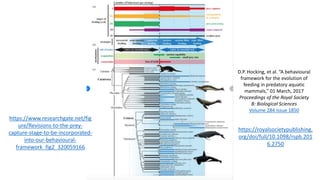 D.P. Hocking, et al. “A behavioural
framework for the evolution of
feeding in predatory aquatic
mammals,” 01 March, 2017
Proceedings of the Royal Society
B: Biological Sciences
Volume 284 Issue 1850
https://royalsocietypublishing.
org/doi/full/10.1098/rspb.201
6.2750
https://www.researchgate.net/fig
ure/Revisions-to-the-prey-
capture-stage-to-be-incorporated-
into-our-behavioural-
framework_fig2_320059166
 