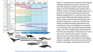 A behavioural framework for the evolution of feeding in predatory aquatic mammals, Volume: 284, Issue: 1850, DOI: (10.1098/rspb.2016.2750)
Figure 3. Comprehensive overview of the feeding
strategies employed by aquatic mammals. (a)
Particular behaviours (rows) used during each
stage (I–IV) of the feeding cycle combine into a
limited number of feeding strategies (columns). A
behaviour is listed as pertaining to a particular
feeding strategy when it is used by at least some
species when following that strategy. Question
marks denote instances when the presence of a
particular behaviour is uncertain. (b) All of the
feeding strategies fall along a behavioural and
evolutionary continuum leading from terrestrial
to increasingly more specialized aquatic feeding
styles, with each strategy being derived directly
from the one preceding it. The presence of such a
continuum is particularly evident in certain
species that may switch between related (i.e.
adjacent) strategies, depending on the foraging
scenario. Examples of such taxa are shown at the
bottom of the figure. Illustrations by Carl Buell.
 