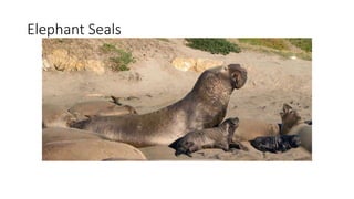 Elephant Seals
 