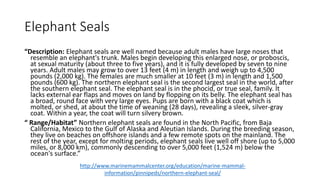 Elephant Seals
“Description: Elephant seals are well named because adult males have large noses that
resemble an elephant's trunk. Males begin developing this enlarged nose, or proboscis,
at sexual maturity (about three to five years), and it is fully developed by seven to nine
years. Adult males may grow to over 13 feet (4 m) in length and weigh up to 4,500
pounds (2,000 kg). The females are much smaller at 10 feet (3 m) in length and 1,500
pounds (600 kg). The northern elephant seal is the second largest seal in the world, after
the southern elephant seal. The elephant seal is in the phocid, or true seal, family. It
lacks external ear flaps and moves on land by flopping on its belly. The elephant seal has
a broad, round face with very large eyes. Pups are born with a black coat which is
molted, or shed, at about the time of weaning (28 days), revealing a sleek, silver-gray
coat. Within a year, the coat will turn silvery brown.
“ Range/Habitat” Northern elephant seals are found in the North Pacific, from Baja
California, Mexico to the Gulf of Alaska and Aleutian Islands. During the breeding season,
they live on beaches on offshore islands and a few remote spots on the mainland. The
rest of the year, except for molting periods, elephant seals live well off shore (up to 5,000
miles, or 8,000 km), commonly descending to over 5,000 feet (1,524 m) below the
ocean's surface.”
http://www.marinemammalcenter.org/education/marine-mammal-
information/pinnipeds/northern-elephant-seal/
 