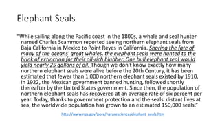 Elephant Seals
“While sailing along the Pacific coast in the 1800s, a whale and seal hunter
named Charles Scammon reported seeing northern elephant seals from
Baja California in Mexico to Point Reyes in California. Sharing the fate of
many of the oceans' great whales, the elephant seals were hunted to the
brink of extinction for their oil-rich blubber. One bull elephant seal would
yield nearly 25 gallons of oil. Though we don't know exactly how many
northern elephant seals were alive before the 20th Century, it has been
estimated that fewer than 1,000 northern elephant seals existed by 1910.
In 1922, the Mexican government banned hunting, followed shortly
thereafter by the United States government. Since then, the population of
northern elephant seals has recovered at an average rate of six percent per
year. Today, thanks to government protection and the seals' distant lives at
sea, the worldwide population has grown to an estimated 150,000 seals.”
http://www.nps.gov/pore/naturescience/elephant_seals.htm
 