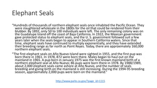 Elephant Seals
“Hundreds of thousands of northern elephant seals once inhabited the Pacific Ocean. They
were slaughtered wholesale in the 1800s for the oil that could be rendered from their
blubber. By 1892, only 50 to 100 individuals were left. The only remaining colony was on
the Guadalupe Island off the coast of Baja California. In 1922, the Mexican government
gave protected status to elephant seals, and the U. S. government followed suit a few
years later when the seals began to appear in Southern California waters. Since that
time, elephant seals have continued to multiply exponentially, and they have extended
their breeding range as far north as Point Reyes. Today, there are approximately 160,000
northern elephant seals.
“The first elephant seals on Año Nuevo Island were sighted in 1955, and the first pup was
born there in 1961. In 1978, 872 were born there. Males began to haul out on the
mainland in 1965. A pup born in January 1975 was the first known mainland birth of a
northern elephant seal at Año Nuevo; 86 pups were born there in 1978. By 1988/1989,
about 2,000 elephant seals came ashore at Año Nuevo, and the number of seals
breeding and giving birth on the mainland is still increasing. During the 1994-95 breeding
season, approximately 2,000 pups were born on the mainland.”
http://www.parks.ca.gov/?page_id=1115
 