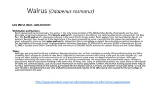 IUCN STATUS (2010) - DATA DEFICIENT
“Distribution and Numbers
Easily recognised by its long tusks, the walrus is the only living member of the Odobenidae family of pinnipeds and has two
generally recognised subspecies. The Atlantic walrus (O.r. rosmarus) is found from the east Canadian Arctic eastwards to the Kara
Sea. The Pacific walrus (O.r. divergens) is found in the north Pacific Ocean and in Arctic waters from the East Siberian Sea to the
western Beaufort Sea, as well as in the Laptev Sea. It has been proposed by some scientists that the Laptev Sea population be
given subspecific status as the Laptev walrus (O.r. laptevi) but this is not widely accepted. Accurate data on walrus abundance is
not available but the most recent rough population estimates have been 22,500 Atlantic walruses (6,000 in Norway and Russia,
12,000 in Canada and 4,500 in Greenland), and a minimum of 200,000 Pacific walruses in eastern Russia and the United States.
“Status
Walruses are long-lived and have a relatively low reproductive rate, so their numbers are easily influenced by hunting and other
mortality. Both subspecies of walrus have been subjected to intensive commercial hunting in the past for their blubber oil, tusk
ivory and skins, leading to the extermination of local populations in some areas and severe depletion of others. Although
commercial hunting has now ceased, other forms of hunting currently have the most direct and quantifiable impact on walrus
populations. Native subsistence hunting of the walrus for its meat, skin, ivory, oil and other products has taken place for thousands
of years and continues today. Lack of accurate information on walrus population numbers means that hunting quota levels may be
having a detrimental effect on the species, particularly for the Atlantic walrus. Certainly the problem of walruses being "struck and
lost" results in kill statistics that are very probably underestimated, figures of 30-42% having been quoted for the percentage of
walruses killed in this way.”
Walrus (Odobenus rosmarus)
http://www.pinnipeds.org/seal-information/species-information-pages/walrus
 