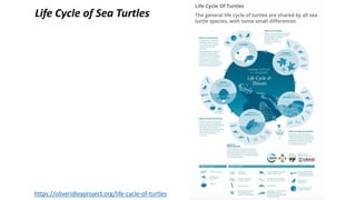 Life Cycle of Sea Turtles
https://oliveridleyproject.org/life-cycle-of-turtles
 