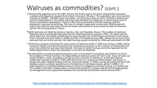 Walruses as commodities? (cont.)
“Commercially exploited since the 18th century, the Pacific walrus has been substantially reduced in
numbers and allowed to recover three times in the past 150 years. The population was most recently
reduced to 50,000 - 100,000 in the mid-1950s. Conservation measures were initiated in both Russia
and the United States in the 1960s and these have allowed the subspecies to attain levels close to
those it had before exploitation. Trends in life history parameters indicate however that the
population may now be declining. The lack of a proper range-wide survey since 1990 along with
reports by scientists and native hunters of lower calf production and survival has led to increased
concern for the population's status.
“Pacific walruses are killed by natives in Alaska, USA, and Chukotka, Russia. The number of walruses
killed by native hunting declined after Russian ship-based hunts ceased in 1991. The latest year for
which there are reasonably reliable figures covering both the United States and Russian hunts show
that 2,501 walruses were killed in Alaska and 941 in Chukotka during 1996. Taking into account those
walruses that are struck and lost, the total hunting-caused mortality for 1996 was estimated at 5,934.
“ Preliminary analyses show that the total number of walruses killed in 1999 was similar to 1996. Native
hunters in Alaska must only kill walruses for subsistence purposes or the creation of handicrafts and
must fully utilise the walruses that they kill. The level of native hunting cannot be regulated by the
federal government unless the population is found to be depleted.
“The demand for carved and patterned walrus ivory ("scrimshaw") as trophies and trinkets has led to
the problem of "head-hunting", the illegal killing of walruses purely for their tusks. A pair of tusks can
bring US$300 or more, providing a strong financial incentive to head-hunt. A two-year federal
undercover operation ended in 1992 with the arrests of a network of head-hunters and buyers in
Alaska who were illegally trading tusks for money and drugs. In 1996 a survey discovered at least 160
headless walrus carcasses washed up on the beaches of northwest Alaska, while in 1998 a U.S.
federal grand jury indicted 6 Alaskan walrus hunters on allegations of head-hunting. It is hoped that
this problem and other related walrus conservation problems in Alaska will decline through greater
co-management and cooperation between the authorities and Alaskan native communities.”
http://www.pinnipeds.org/seal-information/species-information-pages/walrus
 