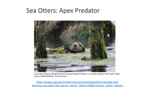 https://www.usgs.gov/centers/werc/science/population-biology-and-
behavior-sea-otters?qt-science_center_objects=0#qt-science_center_objects
Sea Otters: Apex Predator
 
