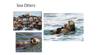 Sea Otters
 