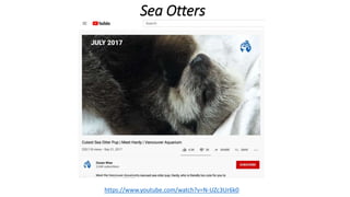 Sea Otters
https://www.youtube.com/watch?v=N-UZc3Ur6k0
 