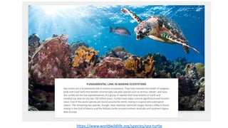 https://www.worldwildlife.org/species/sea-turtle
 