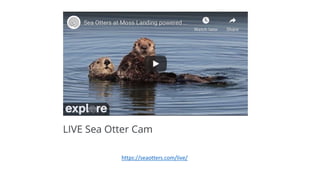 https://seaotters.com/live/
 