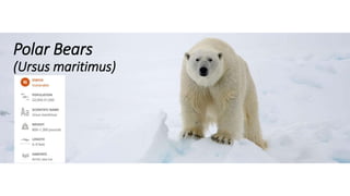 Polar Bears
(Ursus maritimus)
 