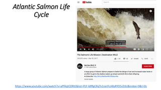 Atlantic Salmon Life
Cycle
https://www.youtube.com/watch?v=aPf4qtCDRtE&list=PLY-ldlffgCRqTv1nerFcJ4bjRYO5v59JJ&index=9&t=0s
 