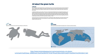 https://www.montereybayaquarium.org/animals/animals-a-to-z/green-
turtle?gclid=CjwKCAjwqJ_1BRBZEiwAv73uwFOw29jbTKET7SLTpF7RILaqF538zxv2Q4H1JJjqZIH-DLqOBi4yThoCDWUQAvD_BwE
 