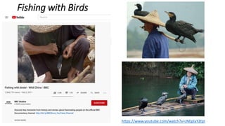 Fishing with Birds
https://www.youtube.com/watch?v=JNEplaYZtpI
 