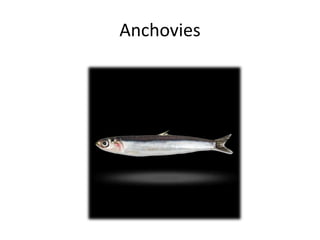 Anchovies
 