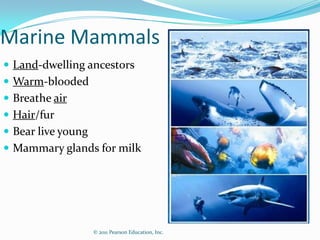 © 2011 Pearson Education, Inc.
Marine Mammals
 Land-dwelling ancestors
 Warm-blooded
 Breathe air
 Hair/fur
 Bear live young
 Mammary glands for milk
 