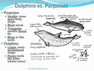 Pelagic Marine Mammals | PPTX | Hunting and Shooting | Sports