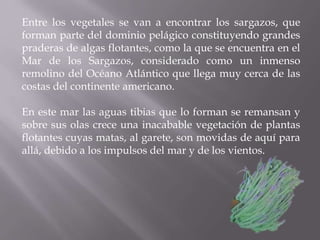 Entre los vegetales se van a encontrar los sargazos, que
forman parte del dominio pelágico constituyendo grandes
praderas de algas flotantes, como la que se encuentra en el
Mar de los Sargazos, considerado como un inmenso
remolino del Océano Atlántico que llega muy cerca de las
costas del continente americano.
En este mar las aguas tibias que lo forman se remansan y
sobre sus olas crece una inacabable vegetación de plantas
flotantes cuyas matas, al garete, son movidas de aquí para
allá, debido a los impulsos del mar y de los vientos.

 
