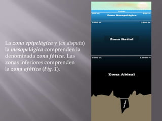 La zona epipelágica y (en disputa)
la mesopelágica comprenden la
denominada zona fótica. Las
zonas inferiores comprenden
la zona afótica (Fig. 1).

 